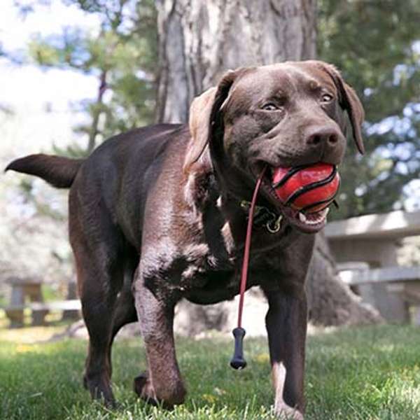 KONG Wavz Bunjiball Medium